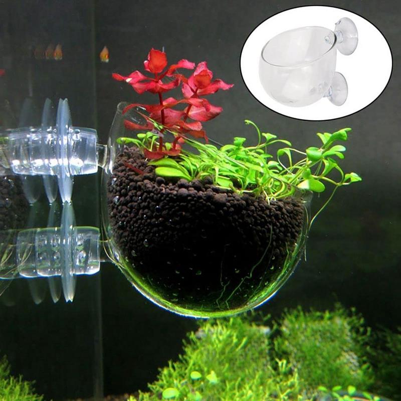 Aquarium Plant Seeds - Aquarium Plant Pot Glass Cylinder Cup