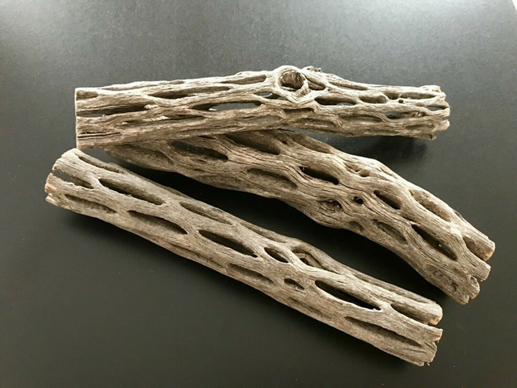 Aquarium Plant Seeds - Hữu Cơ Hồ Cá Cholla Xương