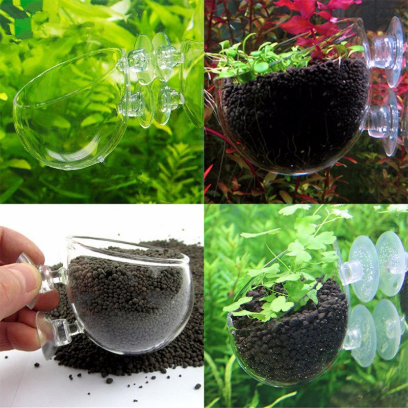 Aquarium Plant Seeds - Aquarium Hanging Plant Pot Glass Cylinder