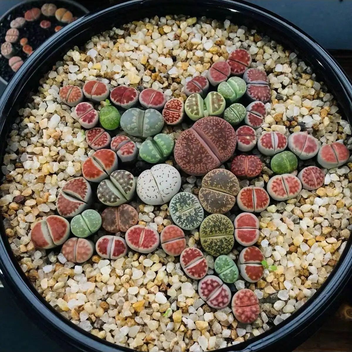 1pc-250g Natural Crystals Grav - đánh giá và giá Aquarium Planted Sand