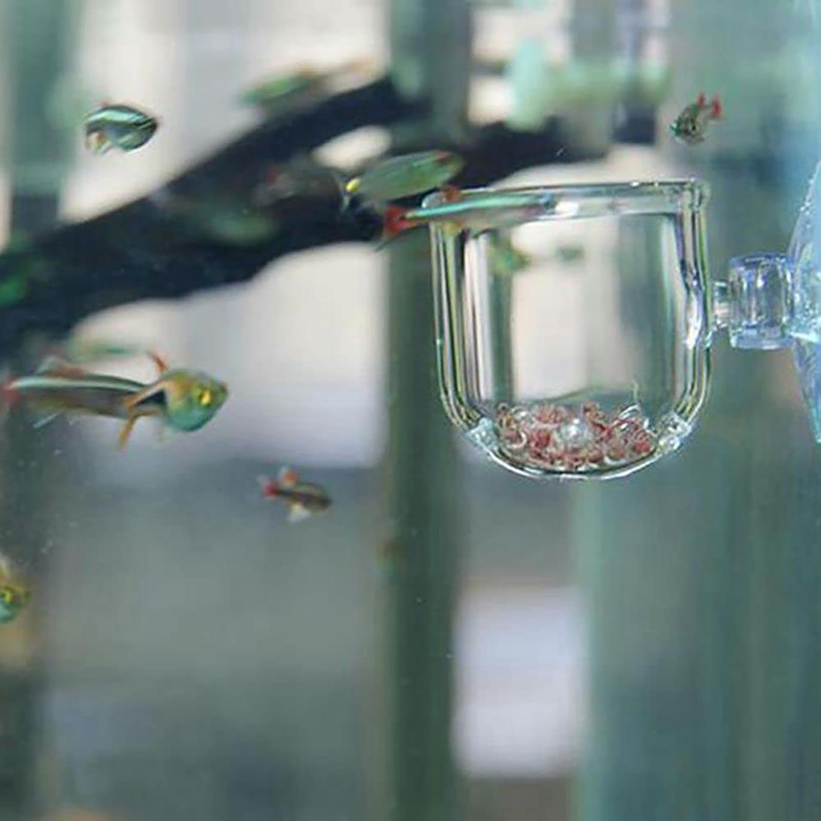 Aquarium Plant Pot Glass Cylin - đánh giá và giá Aquarium Plant Seeds