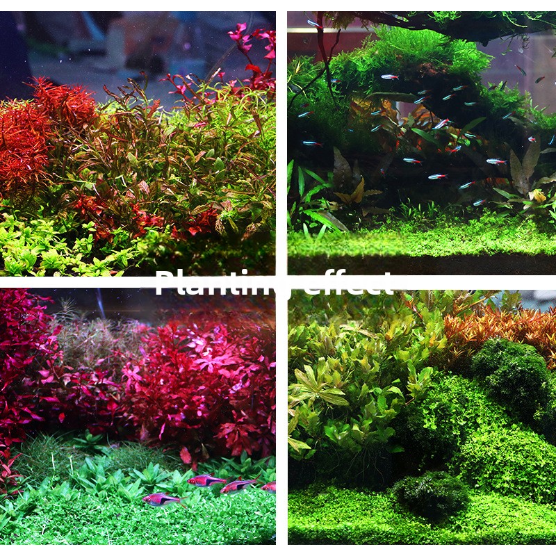 SYSENCIAGA Planted Aquarium Su - đánh giá và giá Aquarium Plant Fertilizer