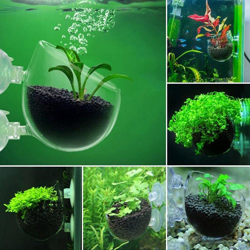 Acrylic Aquatic Plant Cup Aqua - đánh giá và giá Aquarium Plant Seeds