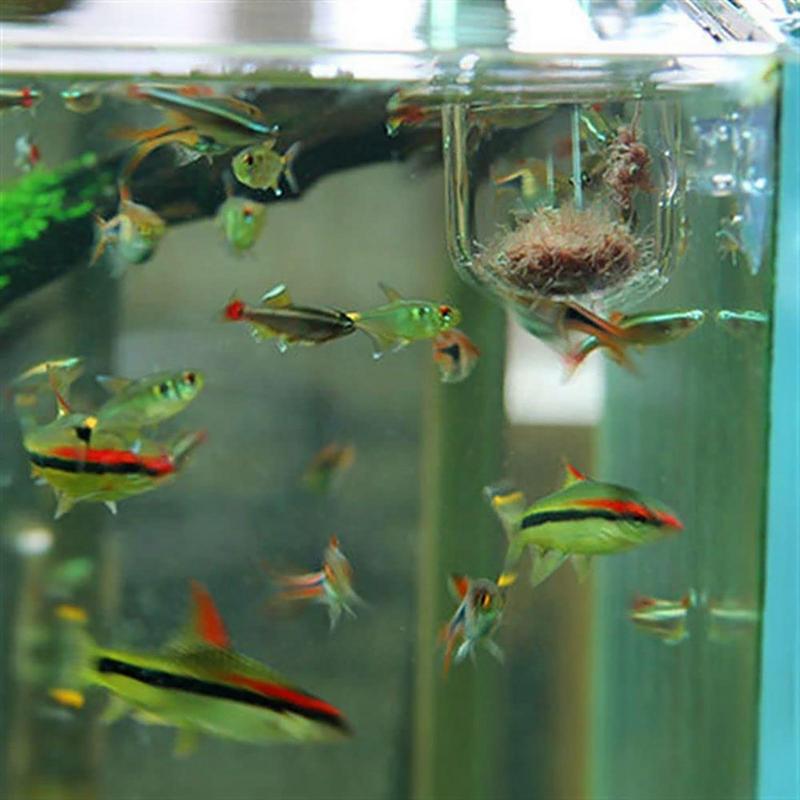 Aquarium Plant Pot Glass Cylin - đánh giá và giá Aquarium Plant Seeds