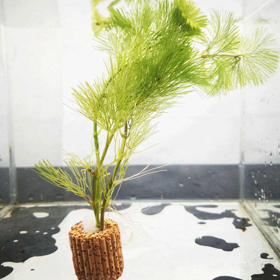 High   Quality Aquarium Plant  - đánh giá và giá Planted Aquarium Aquascape