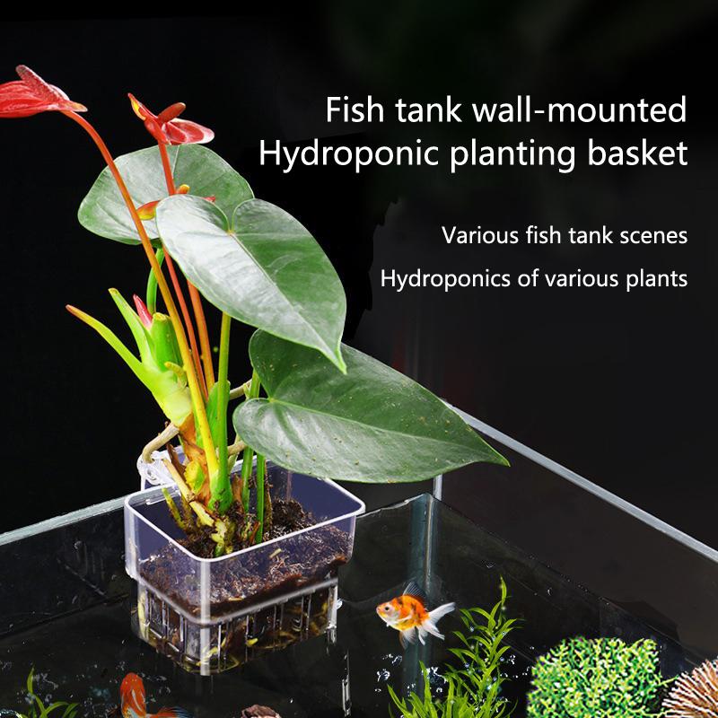 Aquarium Hydroponic Planting C - đánh giá và giá Aquarium Planted Set Up