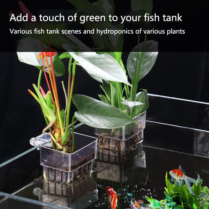 Aquarium Hydroponic Planting C - đánh giá và giá Aquarium Planted Set Up