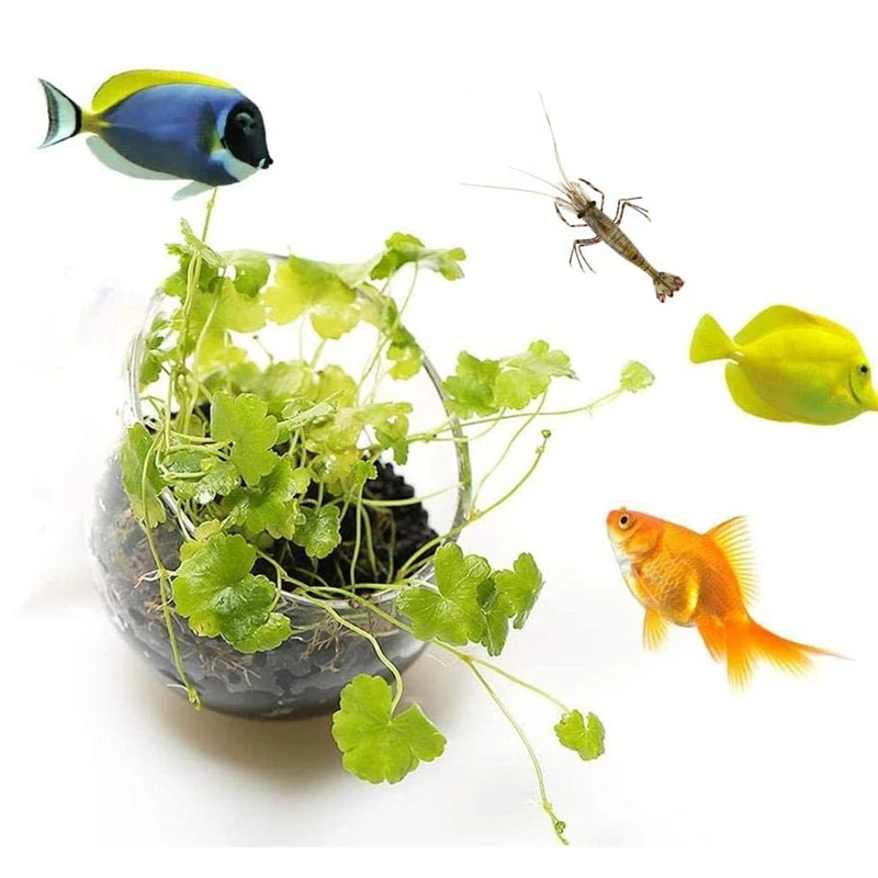 New Aquarium Plant Pot Glass C - đánh giá và giá Aquarium Plant Seeds