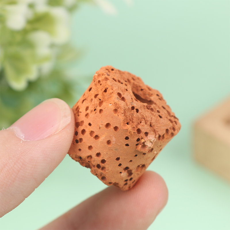 10Pcs Mini Aquatic Plant Ring  - đánh giá và giá Aquarium Planted Set Up