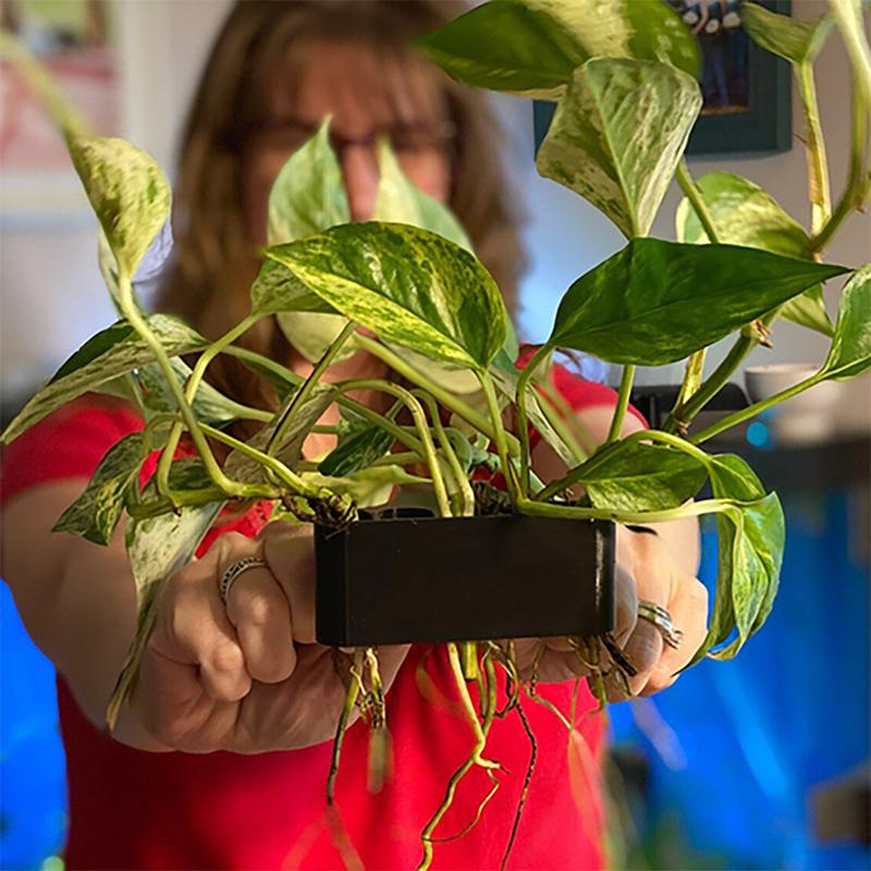 1 2 3Pcs Aquarium Plant Suppor - đánh giá và giá Aquarium Planted Set Up