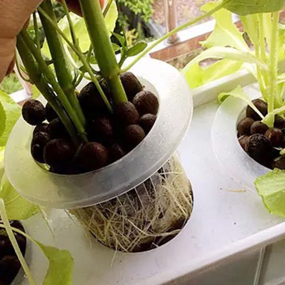 10/50pcs Garden Supplies Aquar - đánh giá và giá Aquarium Plant Seeds