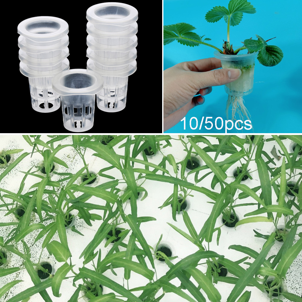 10/50pcs Garden Supplies Aquar - đánh giá và giá Aquarium Plant Seeds