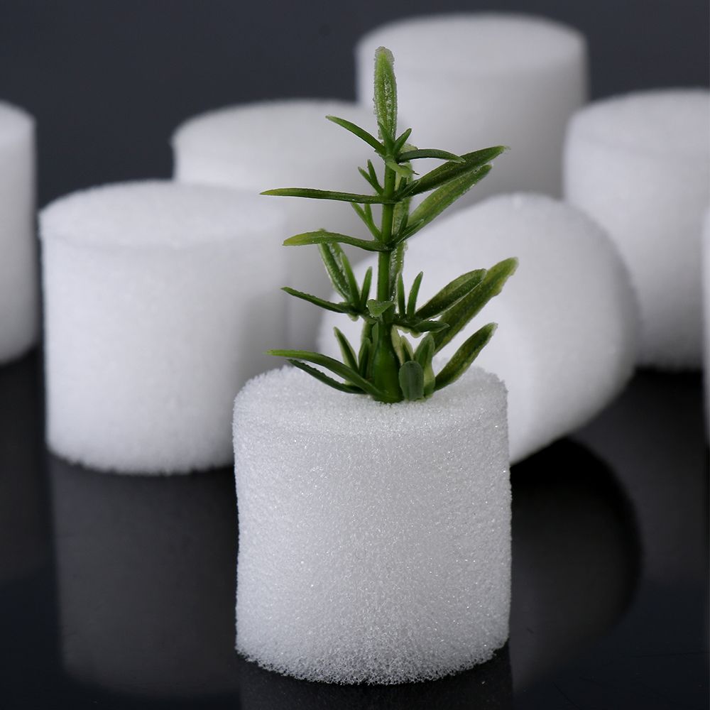 10/50 Con Bền Vườn Tiếp Liệu B - đánh giá và giá Aquarium Plant Seeds