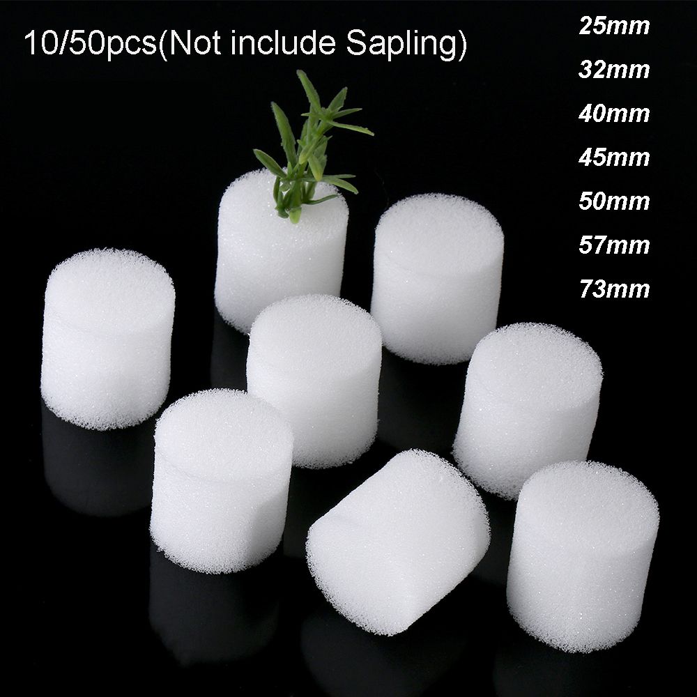10/50 Con Bền Vườn Tiếp Liệu B - đánh giá và giá Aquarium Plant Seeds