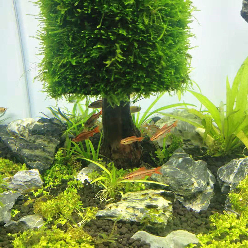 Trang Trí Bể Cá Thực Vật Thủy  - đánh giá và giá Aquarium Plant Seeds