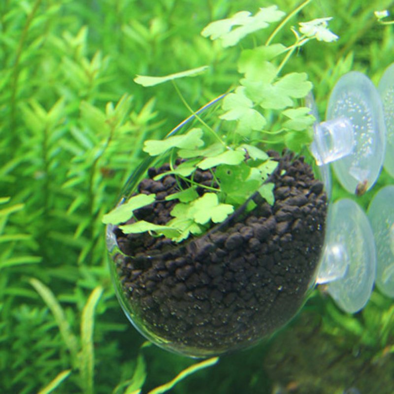 Aquarium Hanging Plant Pot Gla - đánh giá và giá Aquarium Plant Seeds