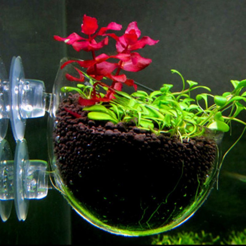 Aquarium Hanging Plant Pot Gla - đánh giá và giá Aquarium Plant Seeds